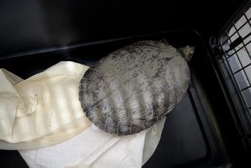 Turtle, shelter no. …4041