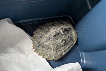 Turtle, shelter no. …4044