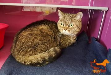 Adult female British Shorthair, shelter no. …4059