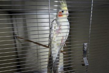 White-and-tan Cockatiel, shelter no. …4061
