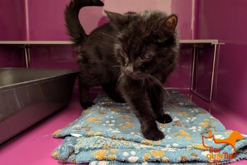 Black senior female European Shorthair, shelter no. …4064