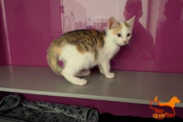 Young female European Shorthair, shelter no. …4085
