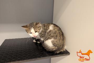 Brown tabby adult male European Shorthair, shelter no. …4103