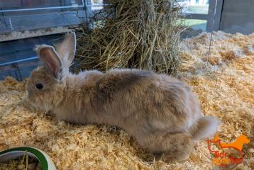 Brown-and-white young male Rabbit, shelter no. …4112
