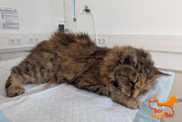 Brown female domestic long-haired cat, shelter no. …4117