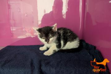 Black-and-white young male European Shorthair, shelter no. …4118