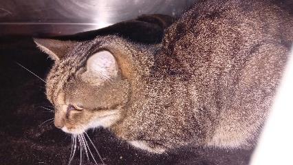 Brown tabby mixed-breed cat, shelter no. …4120