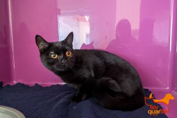 Black young female European Shorthair, shelter no. …4122