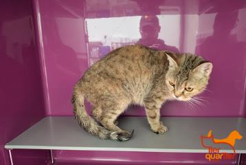 Brown tabby young female European Shorthair, shelter no. …4135