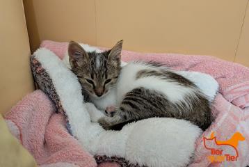 Brown tabby female European Shorthair, shelter no. …4149