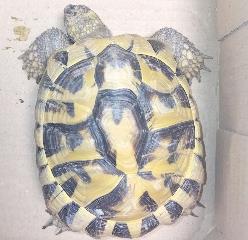 Female Tortoise, shelter no. …4161