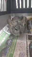 Gray female Chinchilla, shelter no. …4162