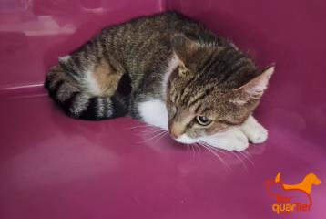 Brown tabby adult male European Shorthair, shelter no. …4182