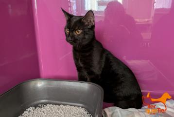 Black young male European Shorthair, shelter no. …4189