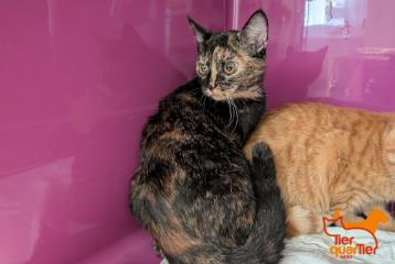 Calico young female European Shorthair, shelter no. …4192