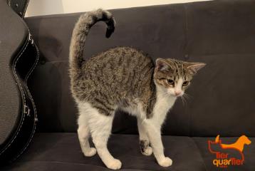 Brown tabby female European Shorthair, shelter no. …4196