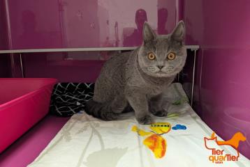 Gray young male British Shorthair, shelter no. …4199