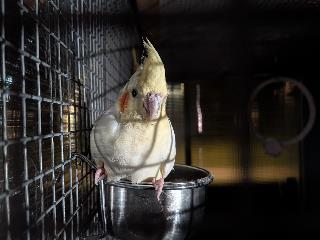 White-and-tan Cockatiel, shelter no. …4198