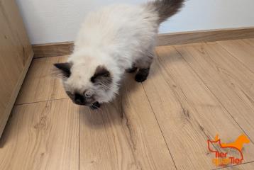 Young female Birman cat, shelter no. …4221