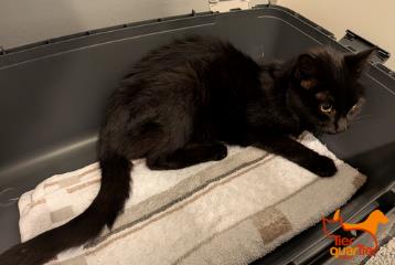 Black senior male European Shorthair, shelter no. …4220