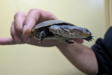 Turtle, shelter no. …4230