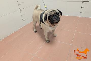 Adult female pug, shelter no. …4234