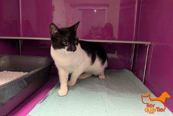 Black-and-white young male European Shorthair, shelter no. …4236