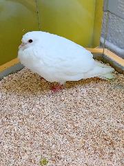 White Pigeon, shelter no. …4218