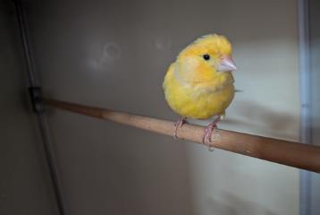 Tan Canary, shelter no. …4239
