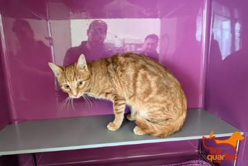 Tabby male European Shorthair, shelter no. …4242