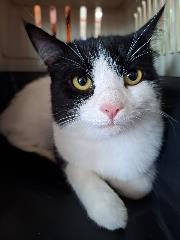 Mixed-breed cat, shelter no. …4261
