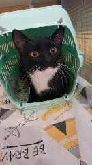 Mixed-breed cat, shelter no. …4262