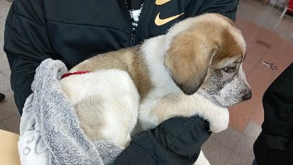 White-and-brown young male mixed-breed dog, shelter no. …4264