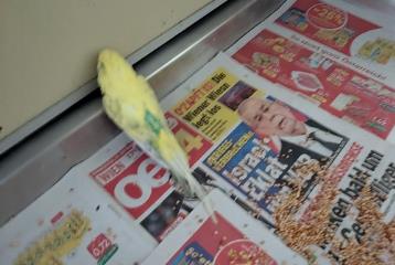 Tan Budgerigar, shelter no. …4268