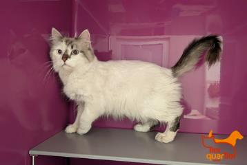 White-and-gray domestic long-haired cat, shelter no. …4272