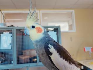 Tan-and-gray Cockatiel, shelter no. …4278