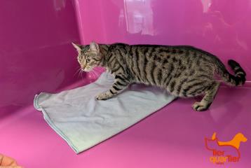 Brown tabby adult female European Shorthair, shelter no. …4279