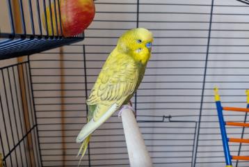 Tan Budgerigar, shelter no. …4286