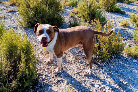 Cheewacca, Adult · Male · Large · Mixed breed