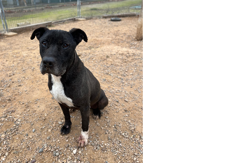 Duque, Senior · Male · Medium · American Pit Bull Terrier