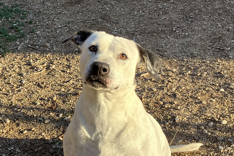 Simona, Adult · Female · Medium · Mixed breed