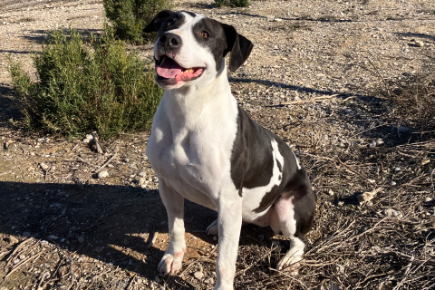 Nanuk, Adult · Female · Large · Mixed breed
