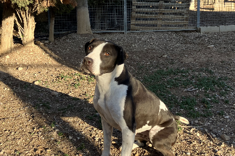 Irene, Adult · Female · Large · Mixed breed