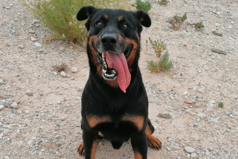 Conan, Senior · Male · Medium · Mixed breed