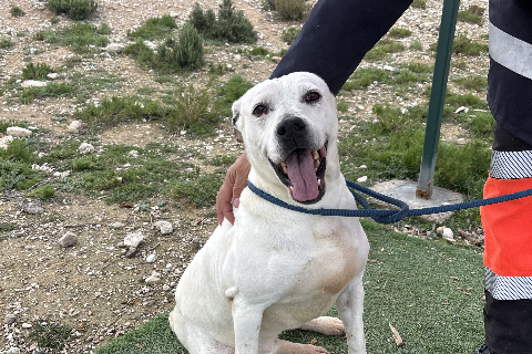 Lina, Senior · Female · Medium · Mixed breed