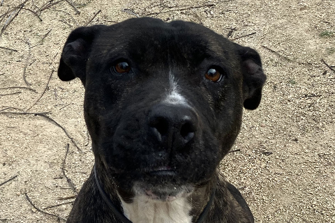 Sasa, Senior · Female · Medium · American Pit Bull Terrier