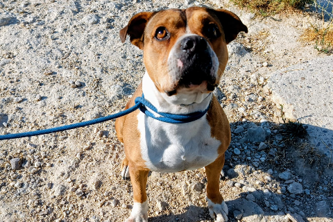 Vaquilla, Senior · Female · Medium · Mixed breed