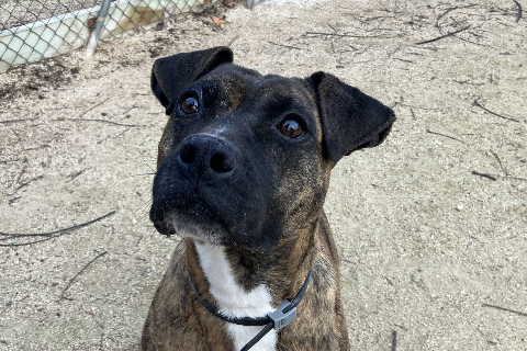 Fina, Senior · Female · Medium · Mixed breed