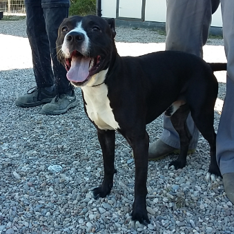 Conguito, Senior · Male · Large · American Staffordshire Terrier