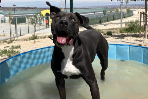 Napoleon, Adult · Male · Medium · American Staffordshire Terrier